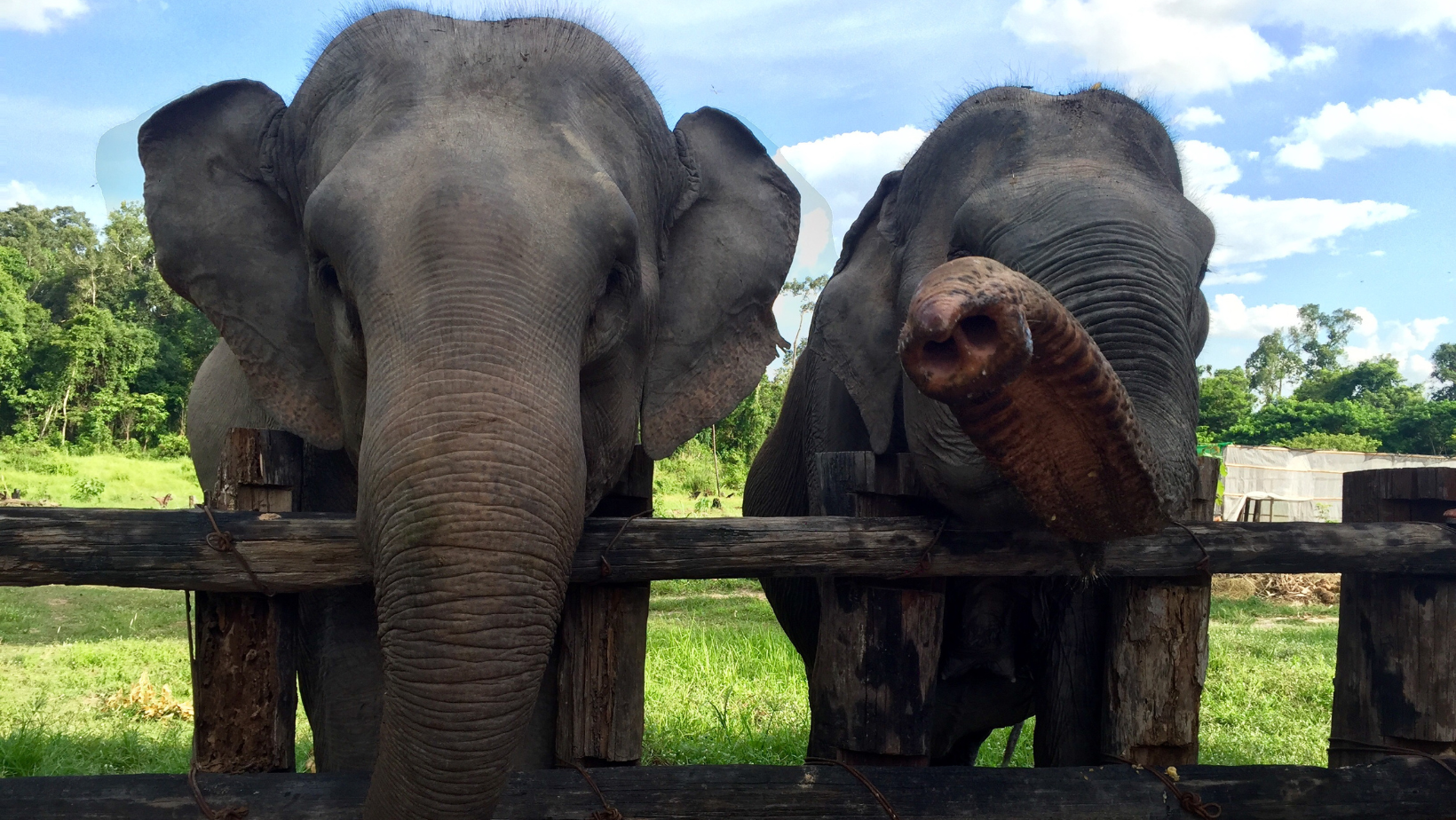 Elephants at Cambodia Wildlife Sanctuary