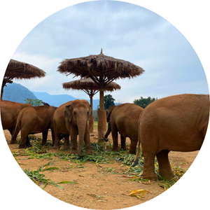 Australian university students volunteer at elephant nature park in Northern Thailand